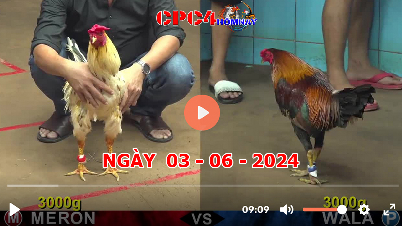 Đá gà CPC4 ngày 03-06-2024