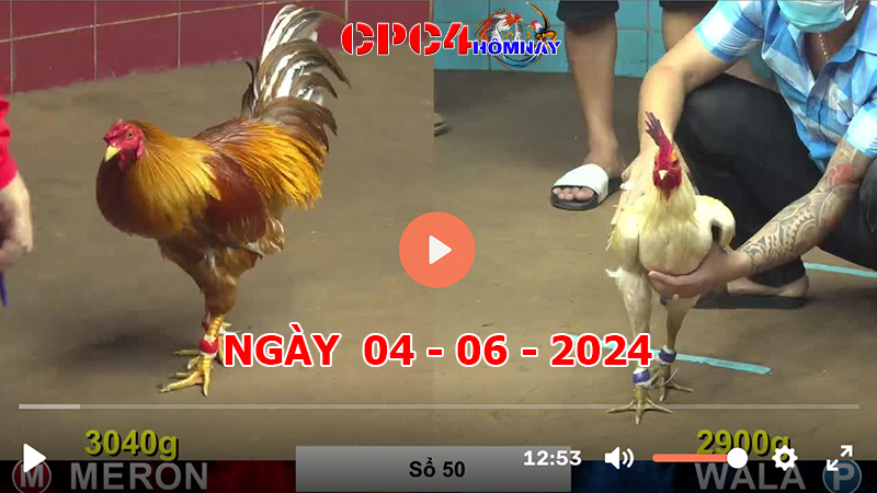 Đá gà CPC4 ngày 04-06-2024