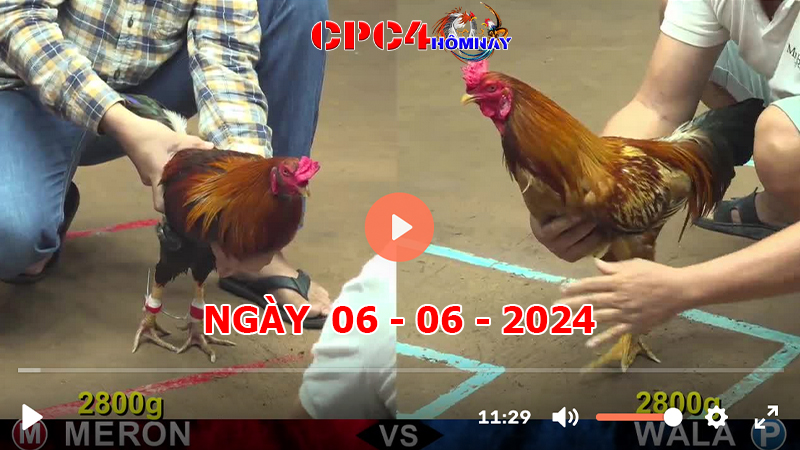 Đá gà CPC4 ngày 06-06-2024