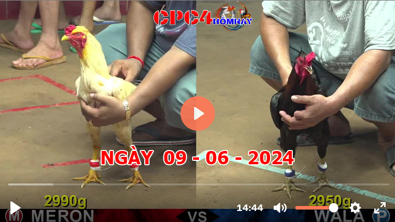 Đá gà CPC4 ngày 09-06-2024