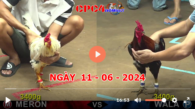 Đá gà CPC4 ngày 11-06-2024