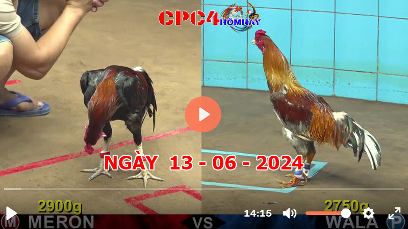 Đá gà CPC4 ngày 13-06-2024