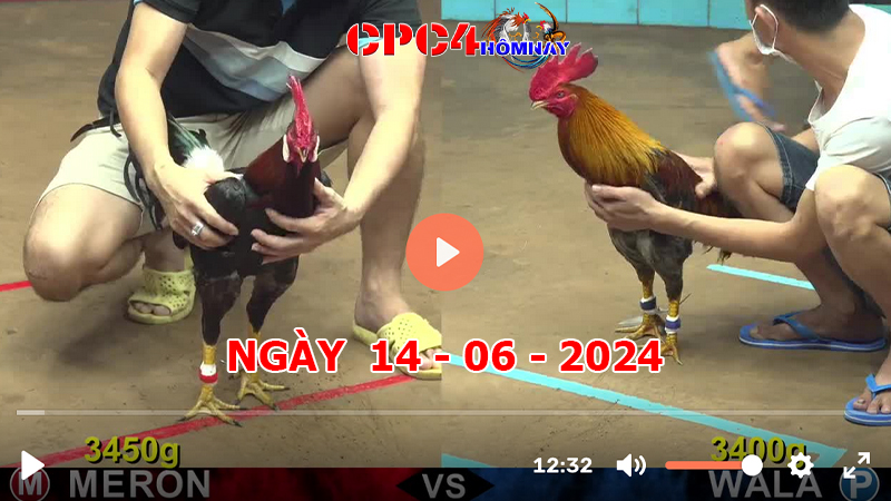 Đá gà CPC4 ngày 14-06-2024