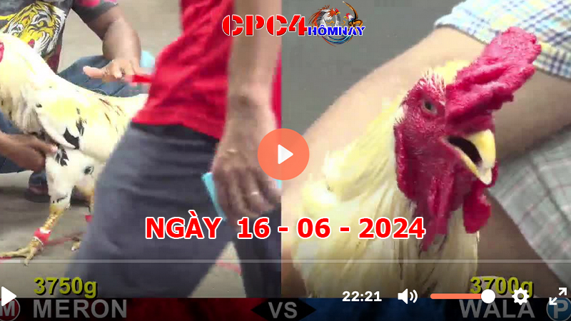 Đá gà CPC4 ngày 16-06-2024