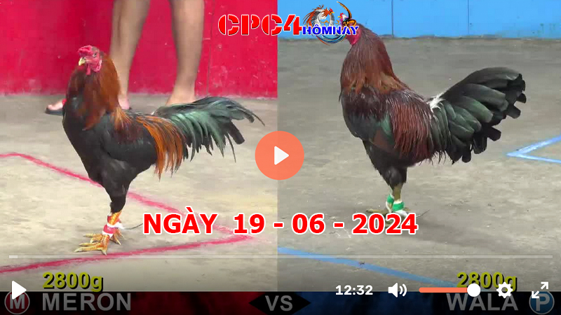 Đá gà CPC4 ngày 19-06-2024