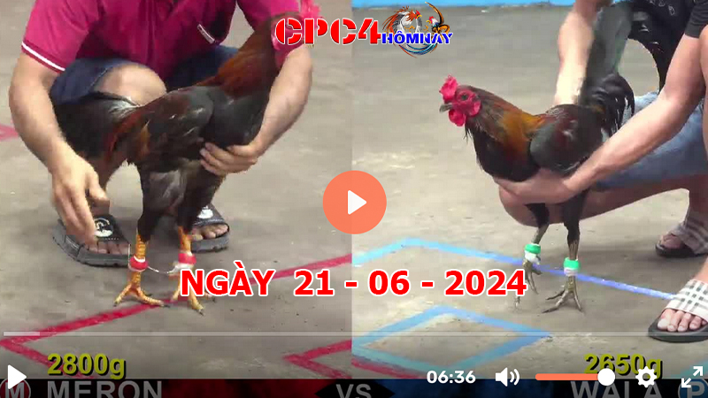 Đá gà CPC4 ngày 21-06-2024