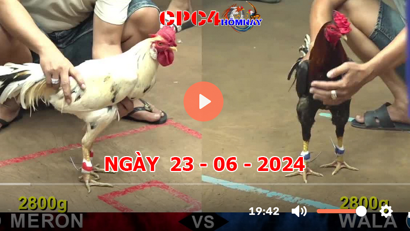 Đá gà CPC4 ngày 23-06-2024