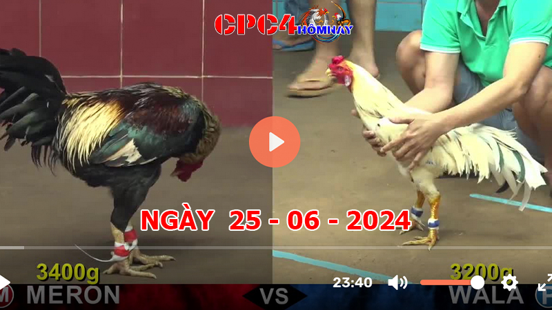 Đá gà CPC4 ngày 25-06-2024