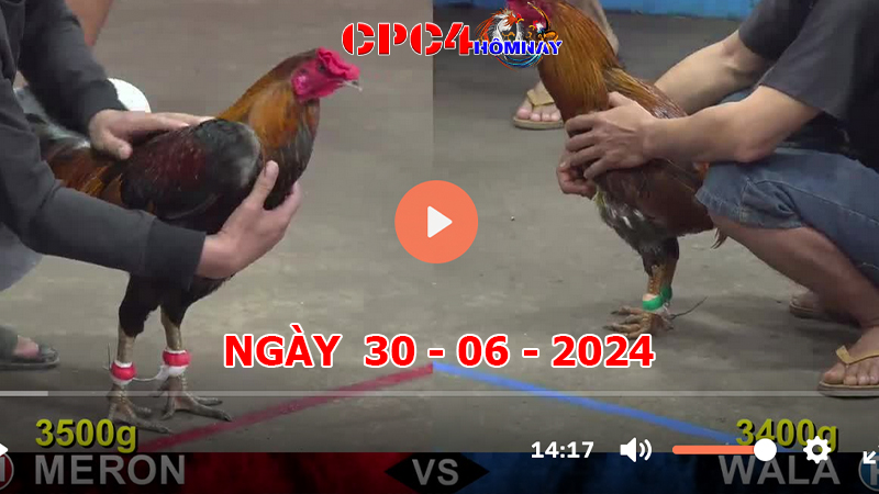 Đá gà CPC4 ngày 30-6-2024