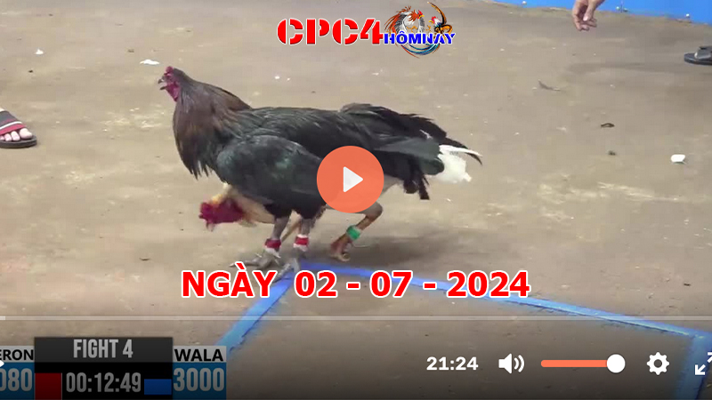 Đá gà CPC4 ngày 02-7-2024