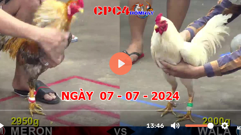 Đá gà CPC4 ngày 07-7-2024