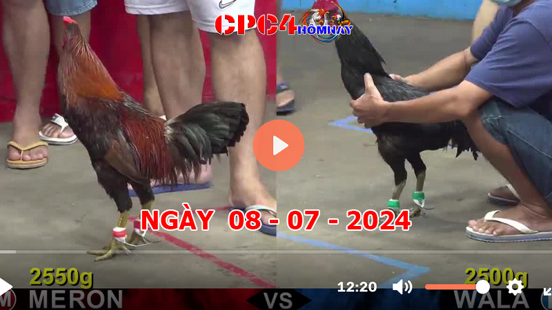 Đá gà CPC4 ngày 08-7-2024