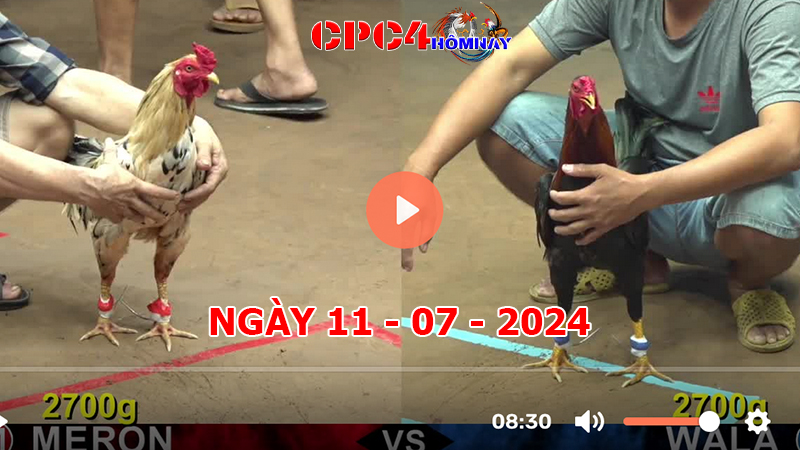 Đá gà CPC4 ngày 11-7-2024