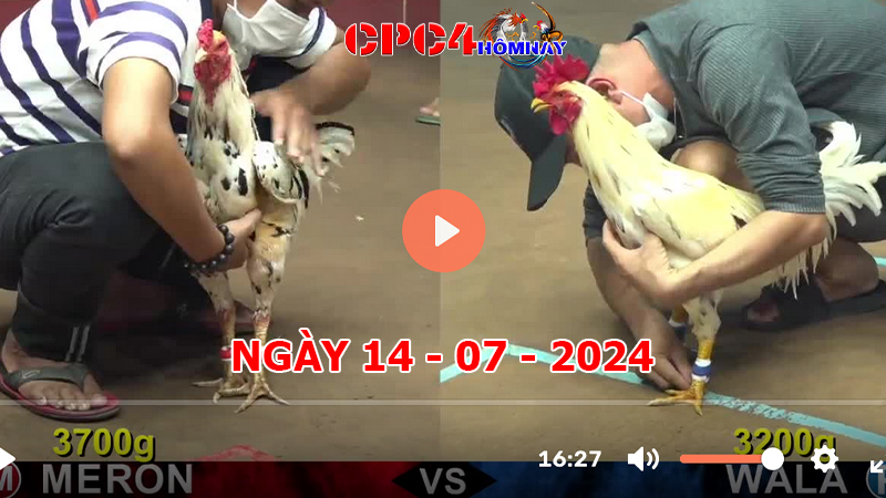 Đá gà CPC4 ngày 14-7-2024