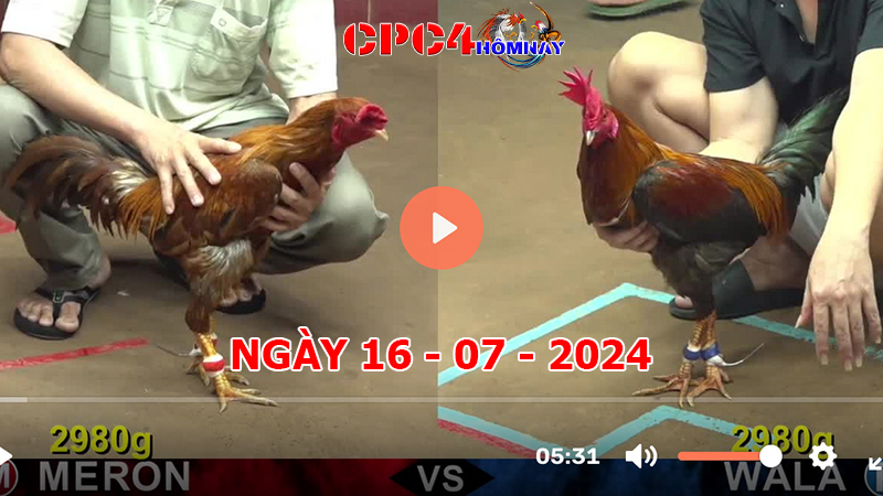 Đá gà CPC4 ngày 16-7-2024