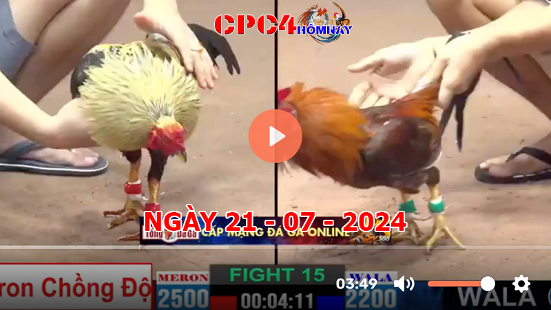 Đá gà CPC4 ngày 21-7-2024