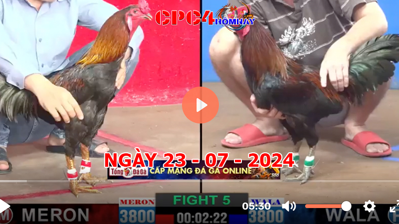 Đá gà CPC4 ngày 23-7-2024