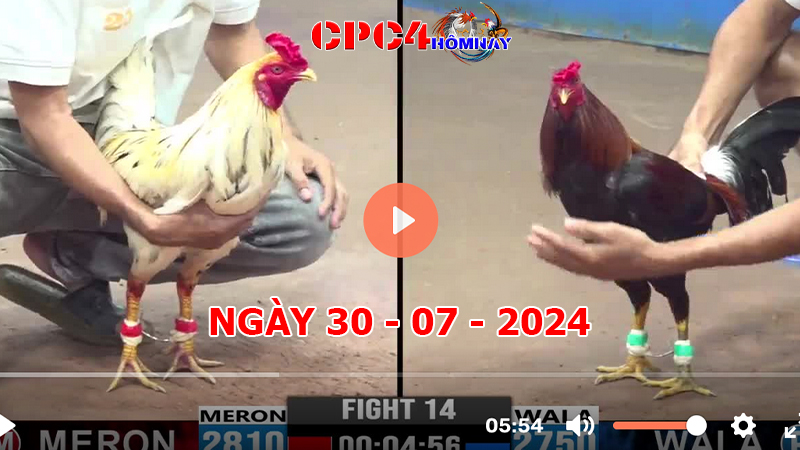 Đá gà CPC4 ngày 30-7-2024