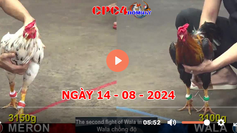 Đá gà CPC4 ngày 14-8-2024