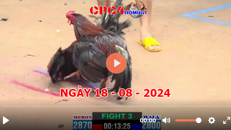 Đá gà CPC4 ngày 18-8-2024