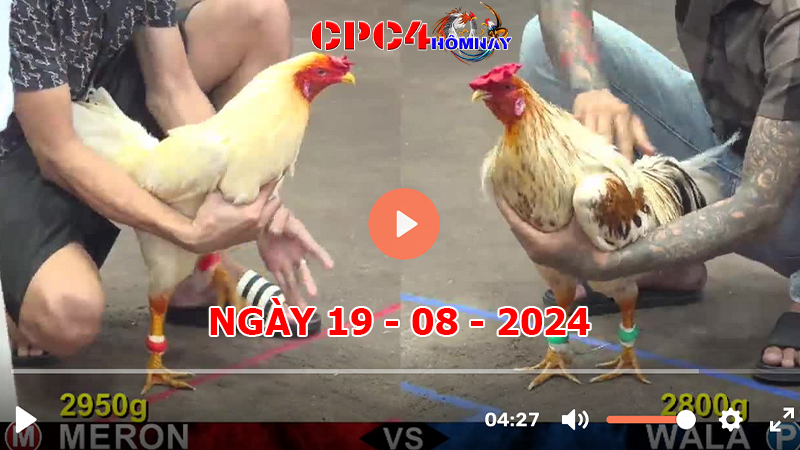 Đá gà CPC4 ngày 19-8-2024