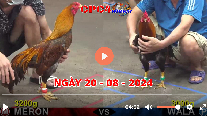 Đá gà CPC4 ngày 20-8-2024