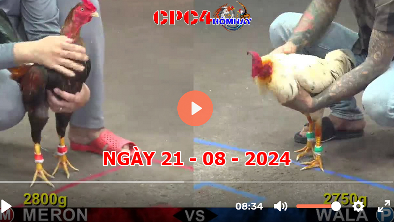 Đá gà CPC4 ngày 21-8-2024