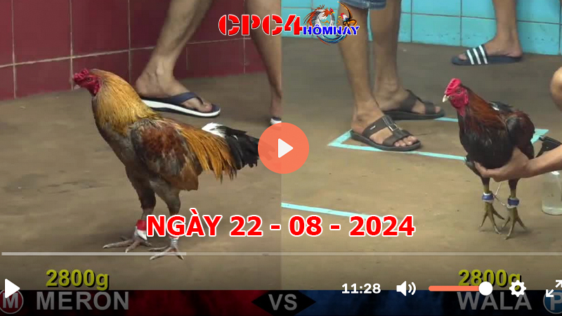 Đá gà CPC4 ngày 22-8-2024