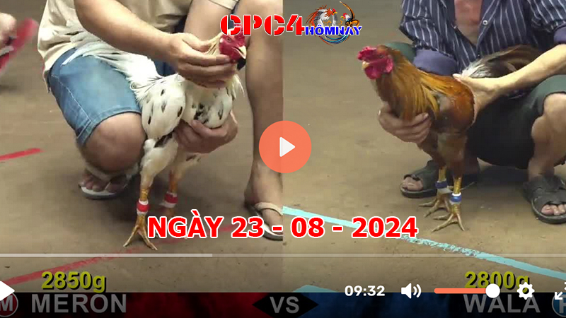 Đá gà CPC4 ngày 23-8-2024