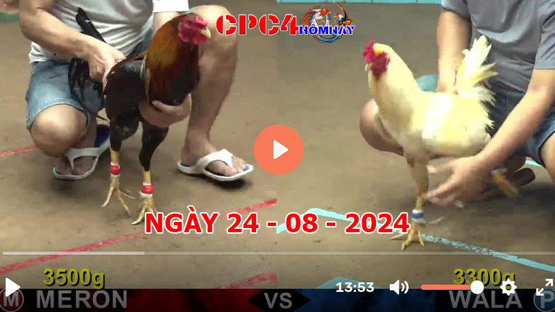 Đá gà CPC4 ngày 24-8-2024