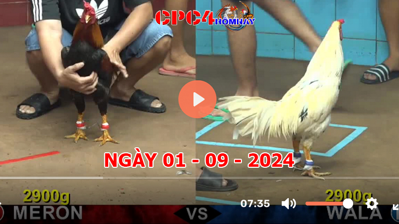 Đá gà CPC4 ngày 01-9-2024