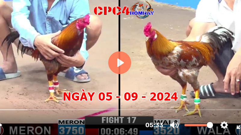 Đá gà CPC4 ngày 05-9-2024