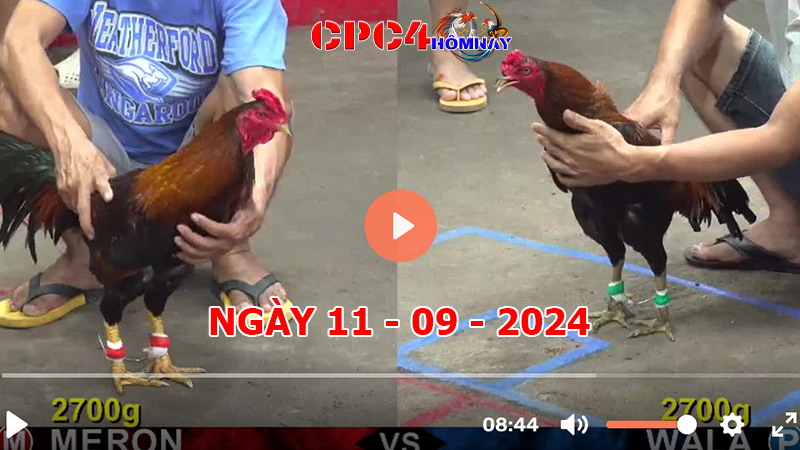 Đá gà CPC4 ngày 11-9-2024