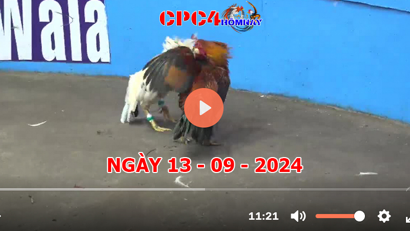 Đá gà CPC4 ngày 13-9-2024