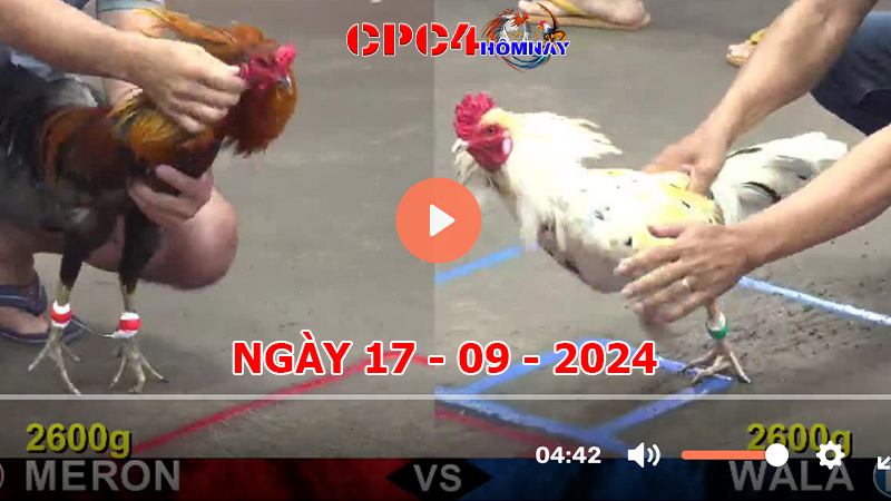 Đá gà CPC4 ngày 17-9-2024