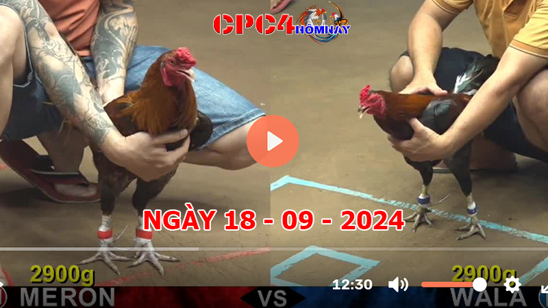 Đá gà CPC4 ngày 18-9-2024