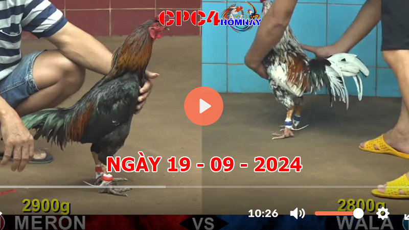 Đá gà CPC4 ngày 19-9-2024