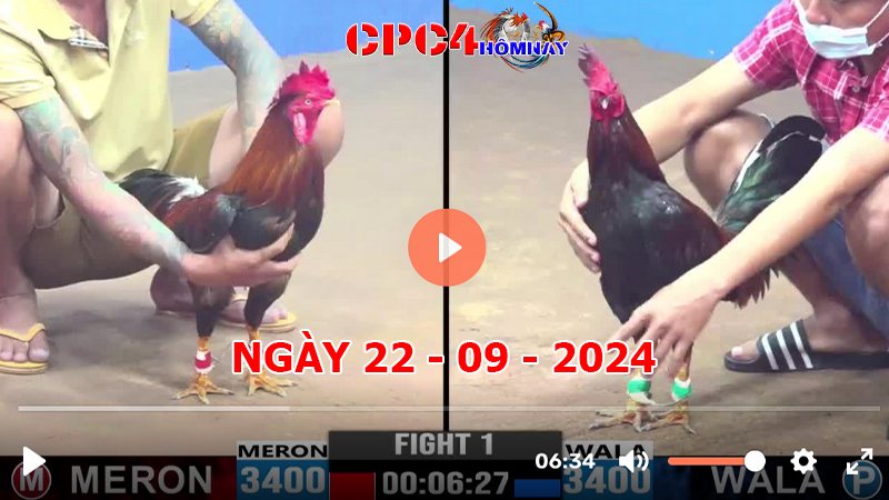 Đá gà CPC4 ngày 22-9-2024