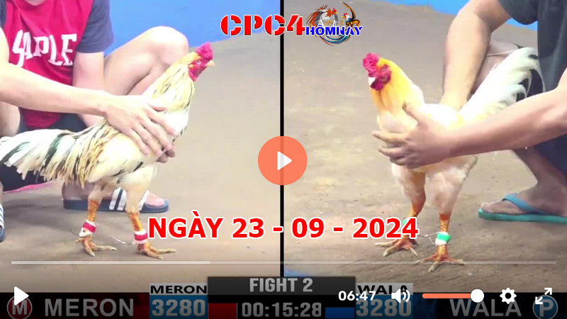 Đá gà CPC4 ngày 23-9-2024