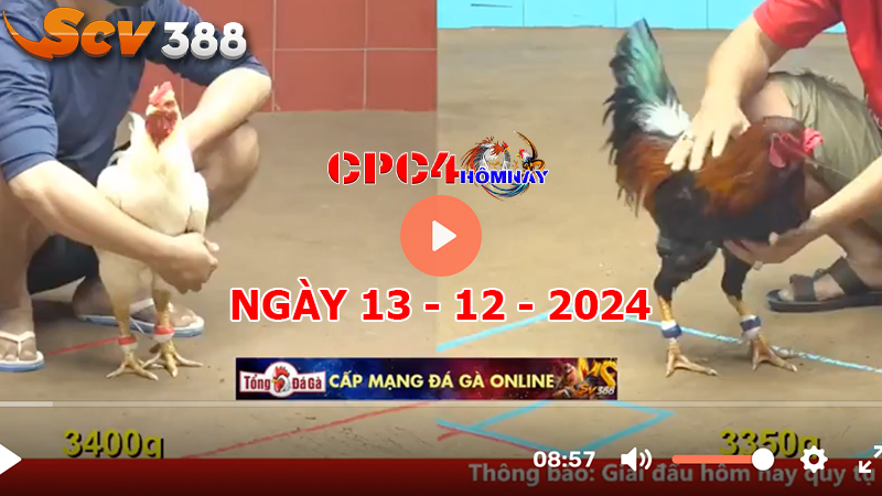 Đá gà CPC4 ngày 13-12-2024