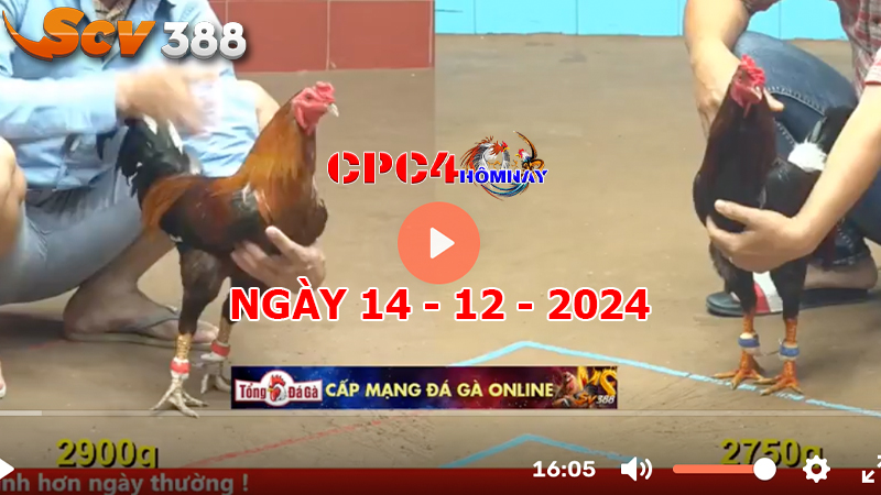 Đá gà CPC4 ngày 14-12-2024