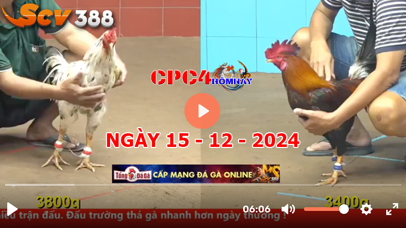 Đá gà CPC4 ngày 15-12-2024