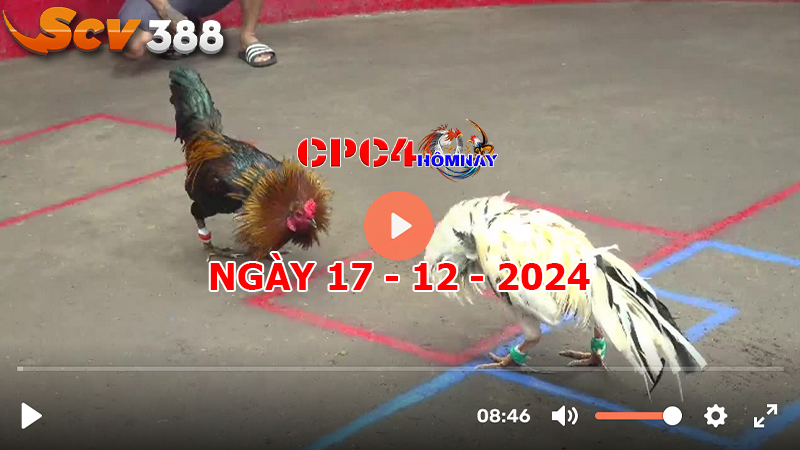 Đá gà CPC4 ngày 17-12-2024