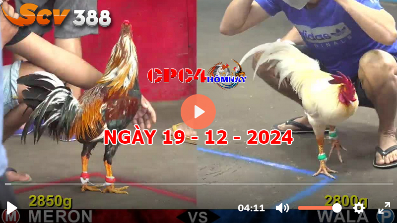 Đá gà CPC4 ngày 19-12-2024