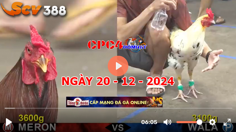 Đá gà CPC4 ngày 20-12-2024