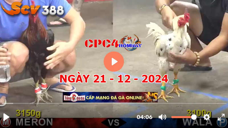 Đá gà CPC4 ngày 21-12-2024