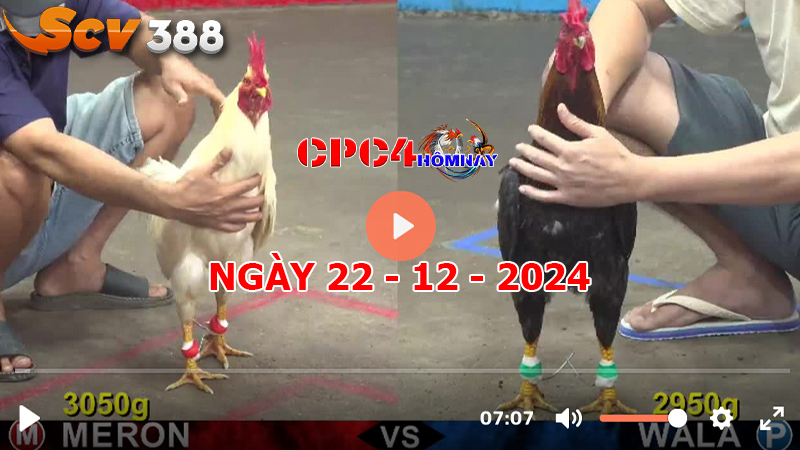 Đá gà CPC4 ngày 22-12-2024