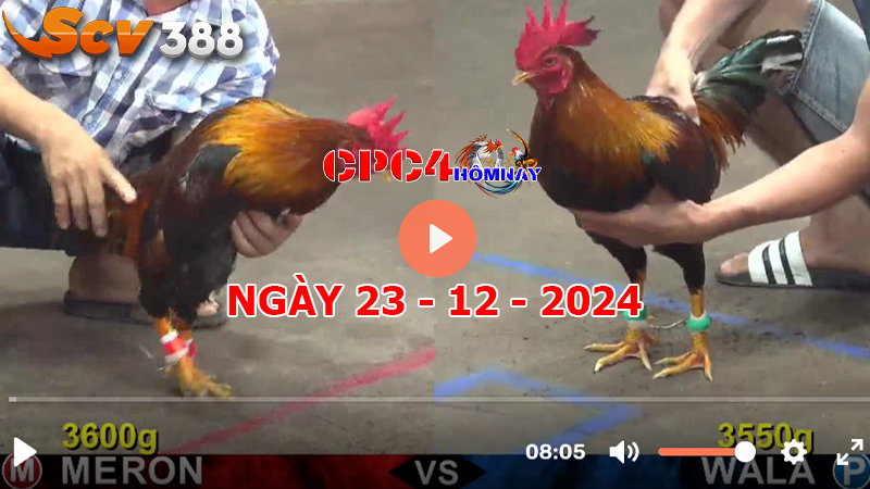 Đá gà CPC4 ngày 23-12-2024