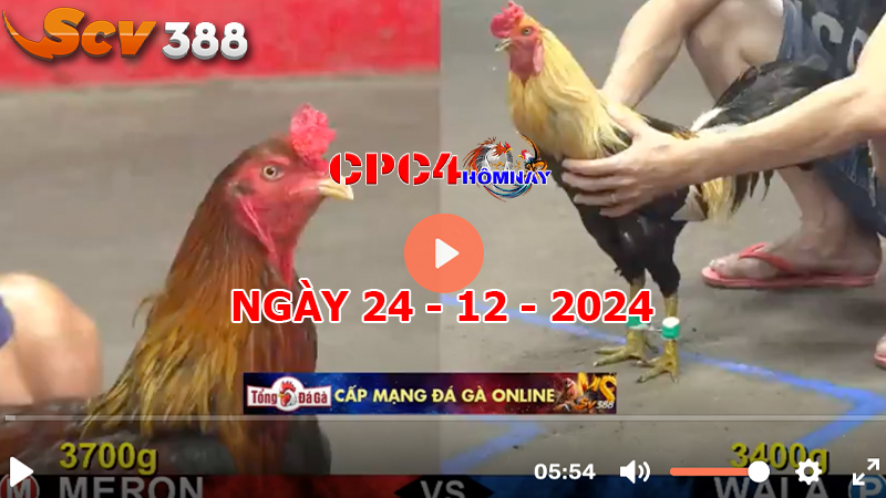 Đá gà CPC4 ngày 24-12-2024