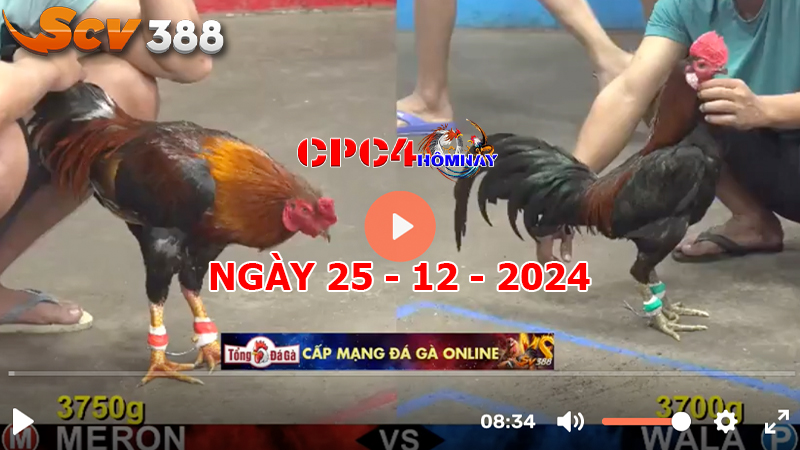 Đá gà CPC4 ngày 25-12-2024